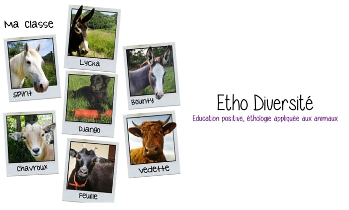 ethologie-diversité-animal-chevre-vache-cheval